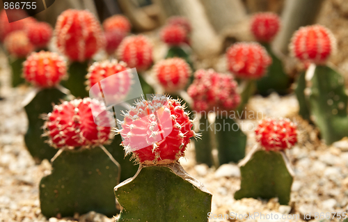 Image of Cactus. Gymnocalycium michanovichii var. rubra