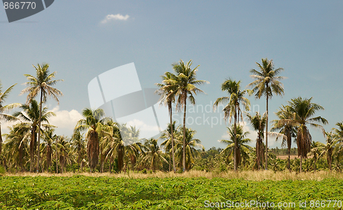 Image of Tropical landscape with palm trees.