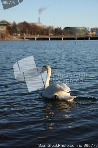 Image of White swan