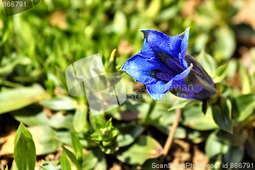 Image of Gentiana