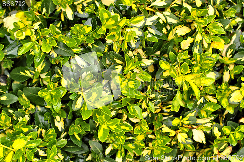 Image of green leaf texture  for background use