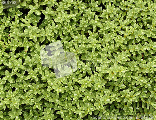 Image of green leaf texture  for background use