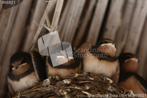 Image of Baby swallows