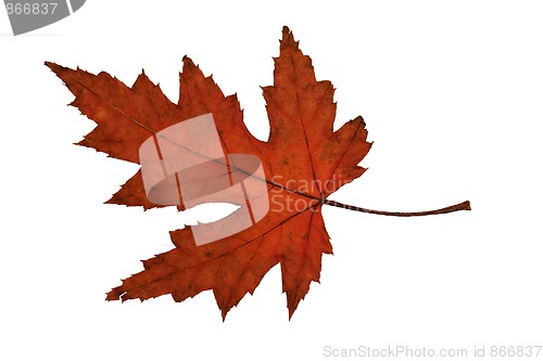 Image of Maple Leaf