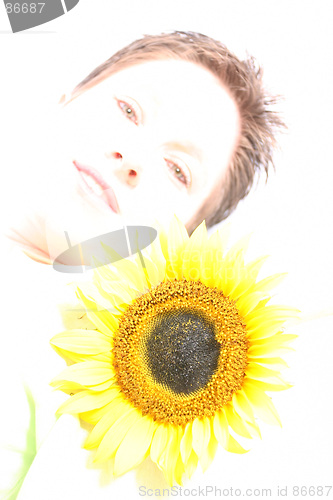 Image of Face od a Sunflower