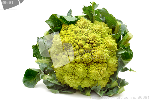 Image of Fractal Romanesco cabbage