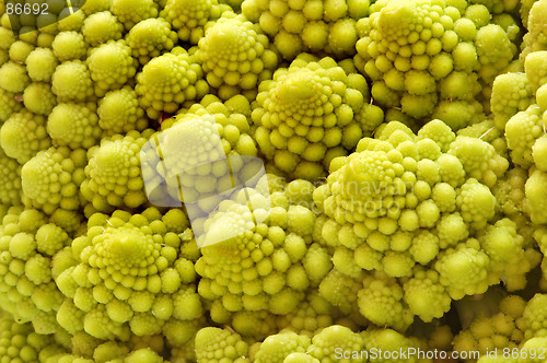 Image of Fractal Romanesco cabbage