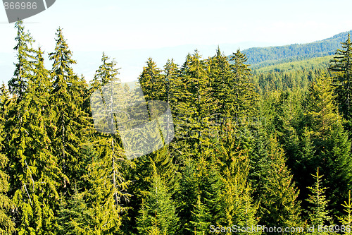 Image of Conifer wood