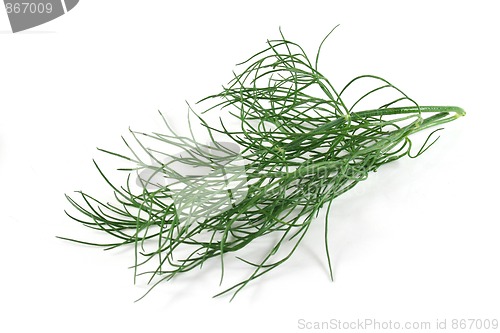 Image of Dill