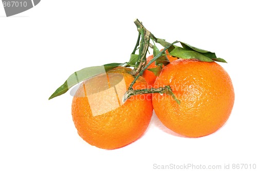 Image of Tangerine