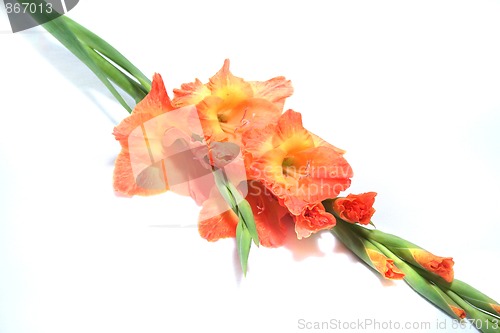 Image of Gladiolus