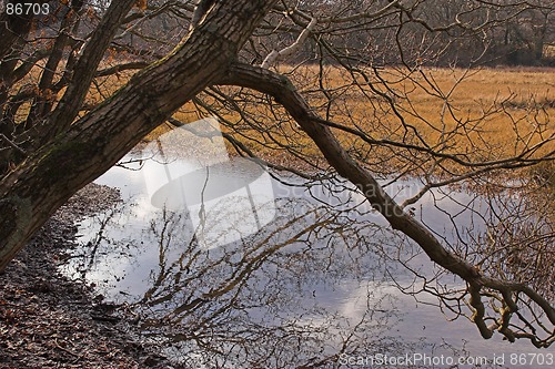 Image of Tree reflection