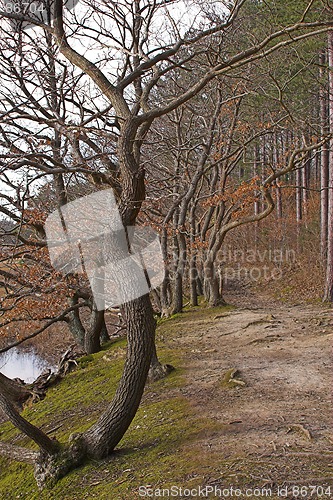 Image of Woodland path by stream