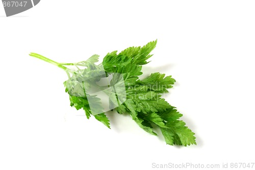 Image of Chervil