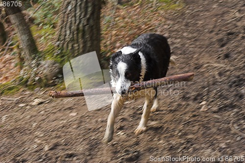 Image of Wet dog with stick