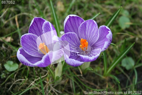 Image of Crocuses