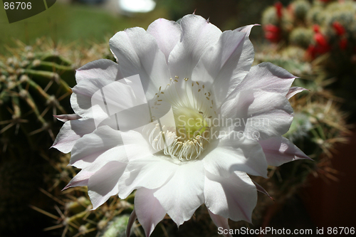 Image of Cactus