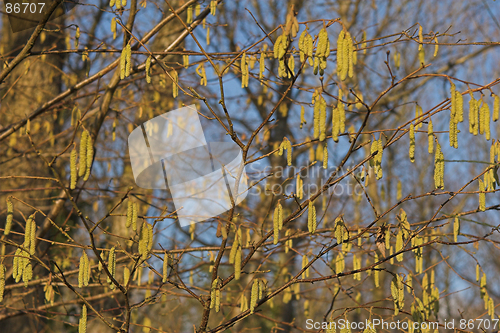 Image of Yellow catkins on tree