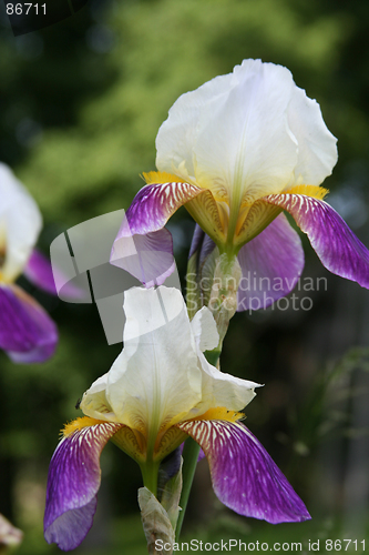 Image of Iris