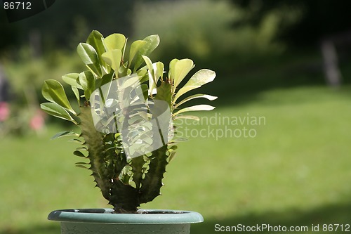 Image of Cactus