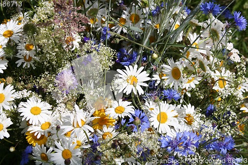 Image of Field Flowers