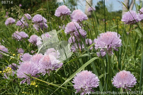 Image of Flowers