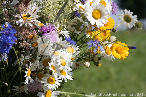 Image of Field Flowers
