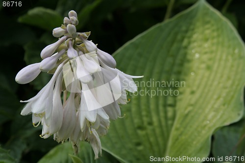 Image of Flower