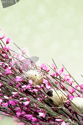 Image of Spring Twig with pink blossoms