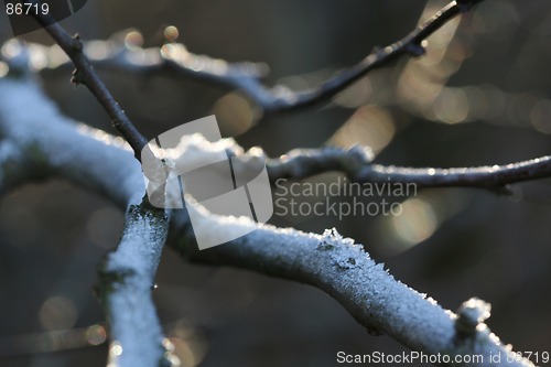 Image of Branches