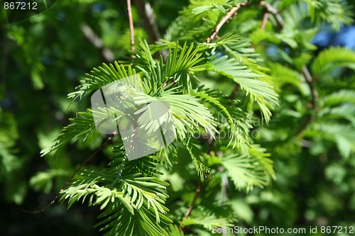 Image of Chinese Redwood