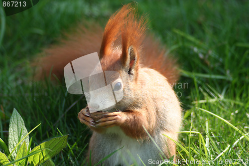 Image of male squirrel