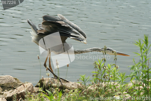 Image of Grey heron hunting