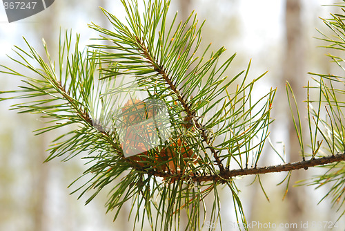 Image of pine