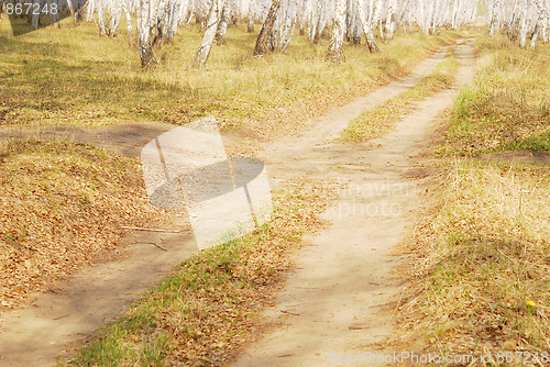 Image of birch forest