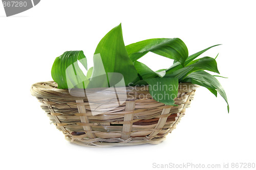 Image of Wild garlic