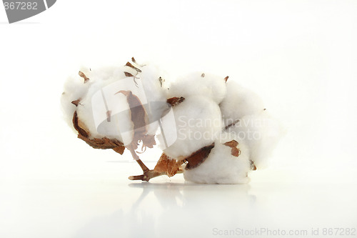 Image of Cotton