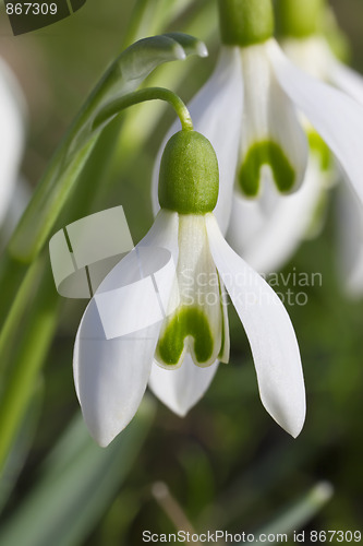 Image of Snowdrop