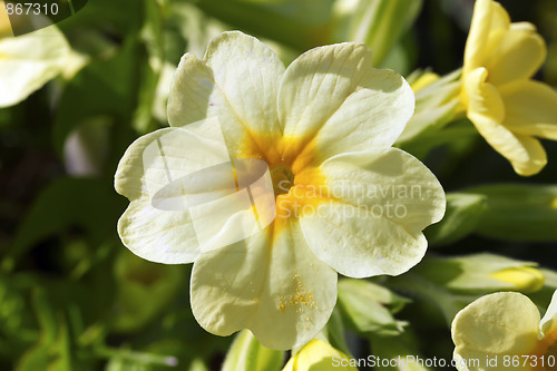 Image of Cowslip Bloom