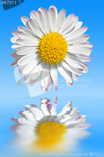 Image of Daisy