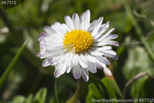 Image of Daisy