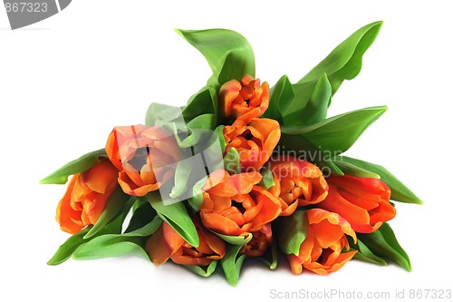 Image of Tulip bouquet