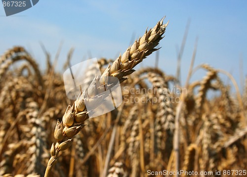 Image of Wheat