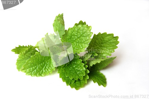 Image of Lemon Balm