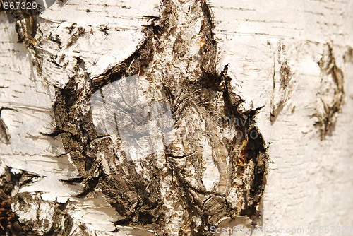 Image of bark