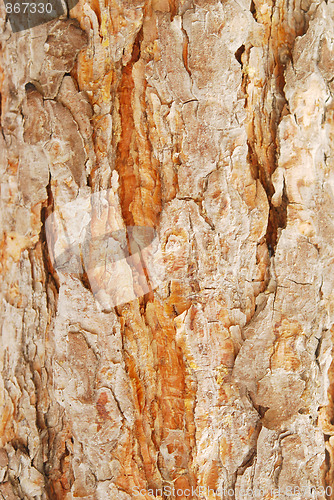 Image of bark