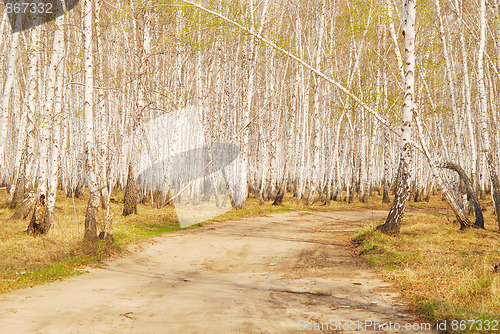 Image of birch forest