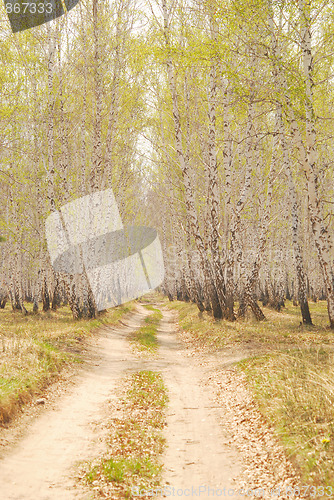 Image of birch forest