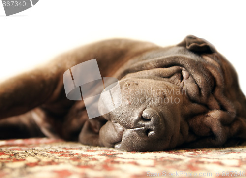 Image of Sleeping Shar Pei