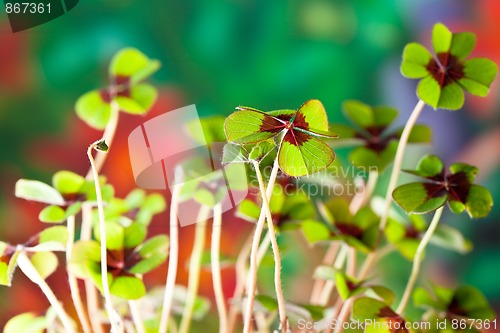 Image of Four - Leaved Clover